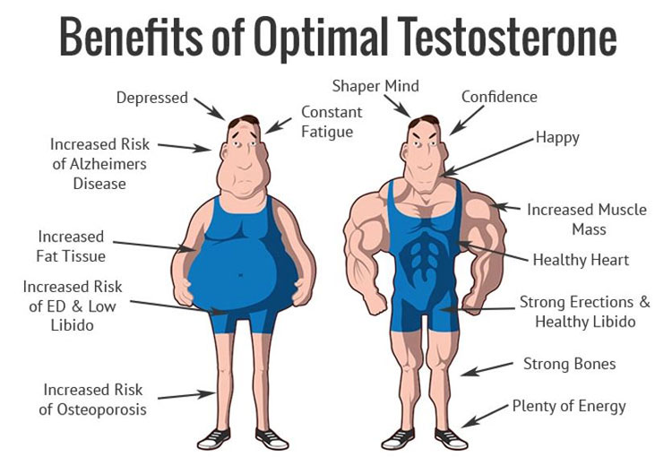 Effects of testosterone