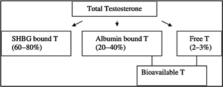 Free Testosterone Level Chart